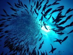 A depth of 100'looking up at a school of goatfish. by Glenn Poulain 